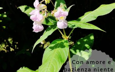 Il fiori di Bach per l’impazienza