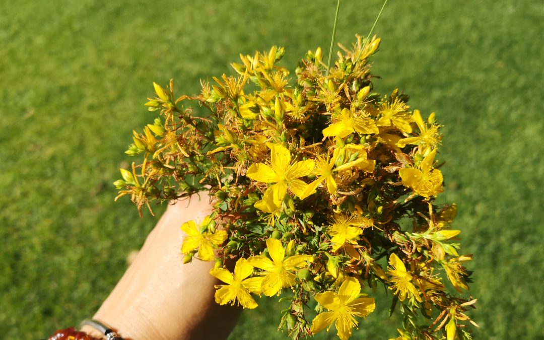 IPerico (Hypericum Perforatum)