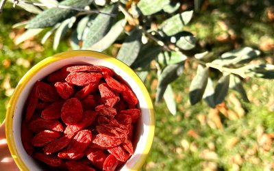 Le bacche di Goji “superfood “